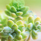 Bud Fertilizers for Succulent Plant