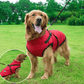 🐕 Waterproof Dog Jacket with Built-In Carrying Straps