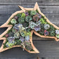 🔥BUY 2 GET 10% OFF💝Animal Succulent Garden Arrangement