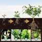 Universal Plants Nutrient Granules Controlled Release Fertilizer