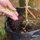 Universal Plants Nutrient Granules Controlled Release Fertilizer